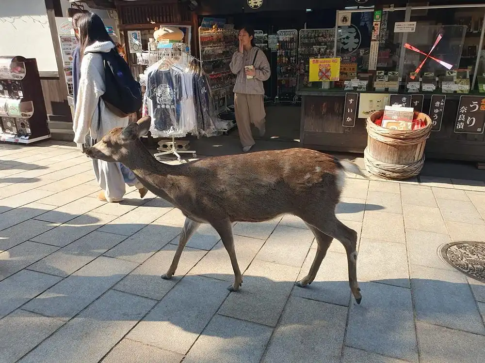 Japonia – în culorile toamnei (II)